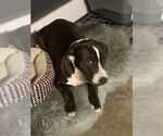Small #3 American Pit Bull Terrier-Labrador Retriever Mix