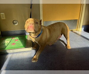 American Pit Bull Terrier-Bulldog Mix Dogs for adoption in Santa Maria, CA, USA