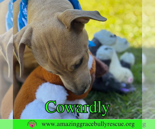 Medium Photo #7 Bulldog-Labrador Retriever Mix Puppy For Sale in Pensacola, FL, USA