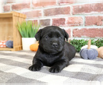 Small #1 Labrador Retriever