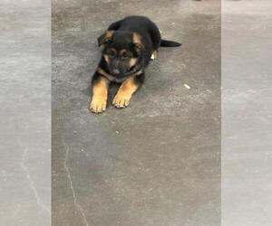 German Shepherd Dog Puppy for sale in GREENWOOD, WI, USA