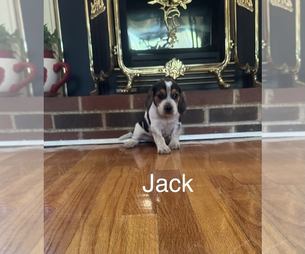 Medium Photo #1 Beagle Puppy For Sale in WOODBRIDGE, VA, USA