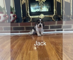 Medium Beagle