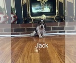 Puppy Jack Beagle