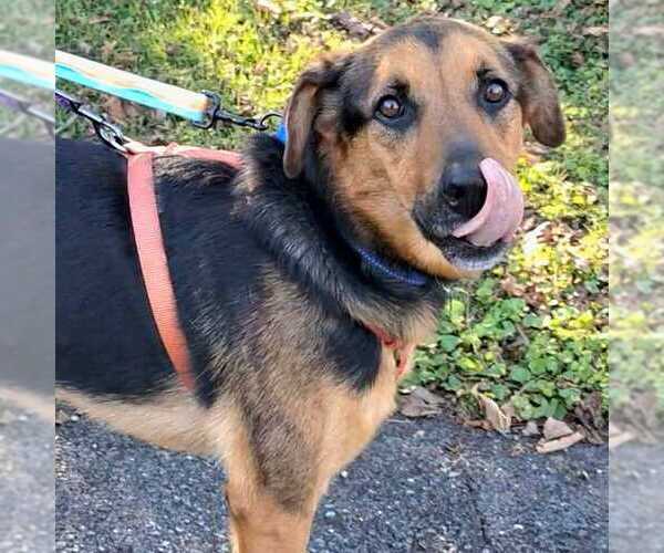 Medium Photo #4 German Shepherd Dog-Unknown Mix Puppy For Sale in Silver Spring, MD, USA
