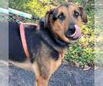 Small Photo #4 German Shepherd Dog-Unknown Mix Puppy For Sale in Silver Spring, MD, USA