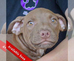 American Staffordshire Terrier-Labrador Retriever Mix Dogs for adoption in Huntley, IL, USA