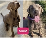 Small Photo #1 Labrador Retriever Puppy For Sale in SAN JOSE, CA, USA