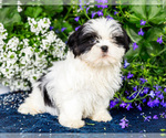 Small #2 Shih Tzu
