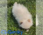 Small #1 Pomeranian