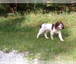 Small Photo #2 Cocker Spaniel Puppy For Sale in CROSSVILLE, TN, USA