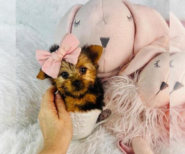 Medium Photo #2 Yorkshire Terrier Puppy For Sale in MIAMI, FL, USA