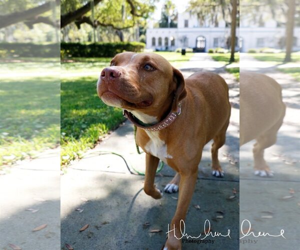 Medium Photo #3 American Staffordshire Terrier-Unknown Mix Puppy For Sale in Sanford, FL, USA