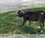 Small Photo #1 Cane Corso Puppy For Sale in ETNA GREEN, IN, USA