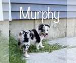 Puppy Murphy Miniature Australian Shepherd