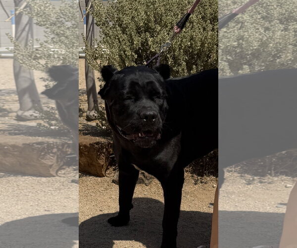 Medium Photo #4 Mutt Puppy For Sale in Goodyear, AZ, USA