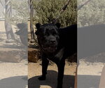Small #3 Mutt