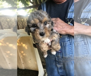 Miniature Bernedoodle Puppy for Sale in SAINT LOUIS, Michigan USA