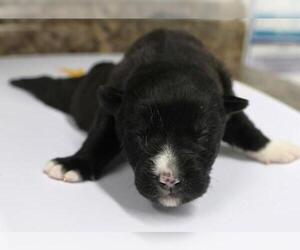 Mutt Dogs for adoption in Thief River Falls, MN, USA