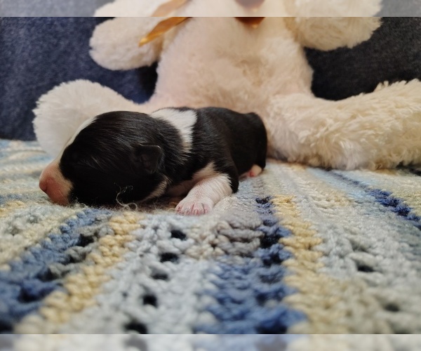 Medium Photo #6 Border Collie Puppy For Sale in NORBORNE, MO, USA