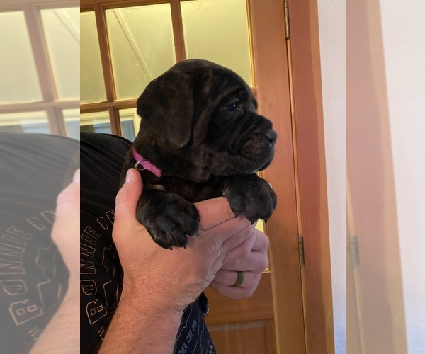 Medium Photo #6 Cane Corso Puppy For Sale in SOULSBYVILLE, CA, USA