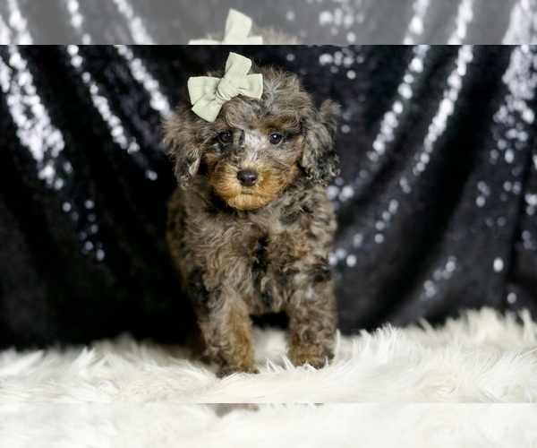 Medium Photo #7 Poodle (Miniature) Puppy For Sale in WARSAW, IN, USA