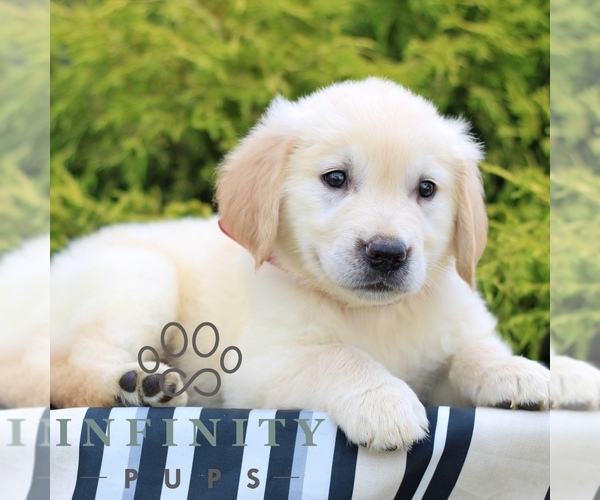 Medium Photo #3 Golden Retriever Puppy For Sale in LITITZ, PA, USA