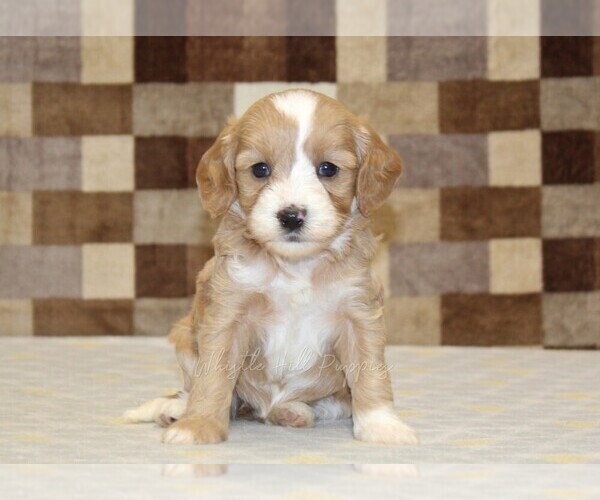 Medium Photo #3 Bernedoodle (Miniature)-Cavapoo (Miniature) Mix Puppy For Sale in DENVER, PA, USA