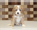 Small #2 Bernedoodle (Miniature)-Cavapoo (Miniature) Mix