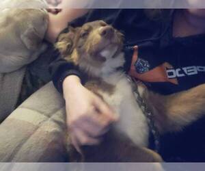 Father of the Australian Shepherd-German Shepherd Dog Mix puppies born on 07/11/2026