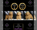 Puppy Zuzu F1B Goldendoodle (Miniature)