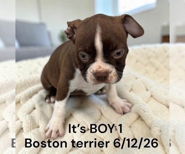 Medium Photo #2 Boston Terrier Puppy For Sale in MONTPELIER, OH, USA