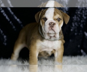 English Bulldog Puppy for sale in WARSAW, IN, USA