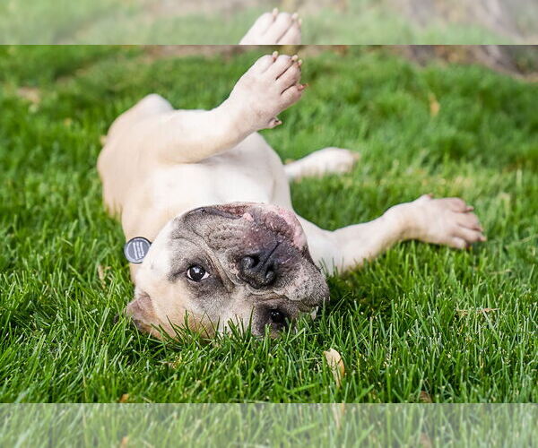 Medium Photo #5 American Bulldog-Staffordshire Bull Terrier Mix Puppy For Sale in Princeton, MN, USA