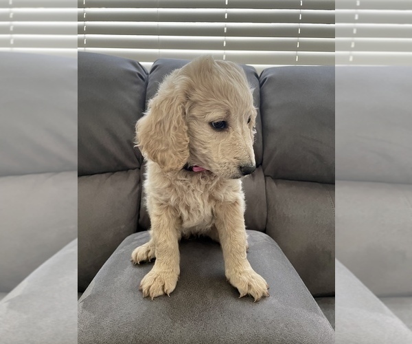 Medium Photo #6 Goldendoodle Puppy For Sale in PARKER, CO, USA