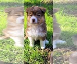 Small #5 Australian Shepherd