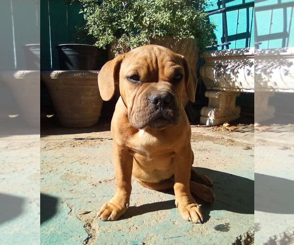 Medium Photo #3 Bulldog-Unknown Mix Puppy For Sale in Apple Valley, CA, USA