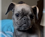 Small #3 Brussels Griffon