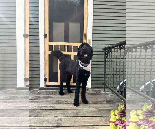 Medium Photo #2 Goldendoodle Puppy For Sale in St. Louis Park, MN, USA