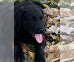 Puppy 5 Labradoodle-Labrador Retriever Mix