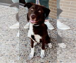 Small #1 Brittany Mix
