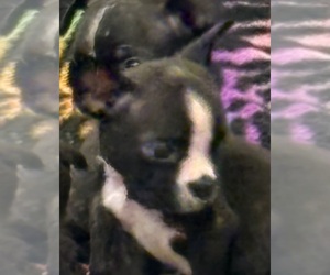 Buggs Puppy for sale in DAVISON, MI, USA