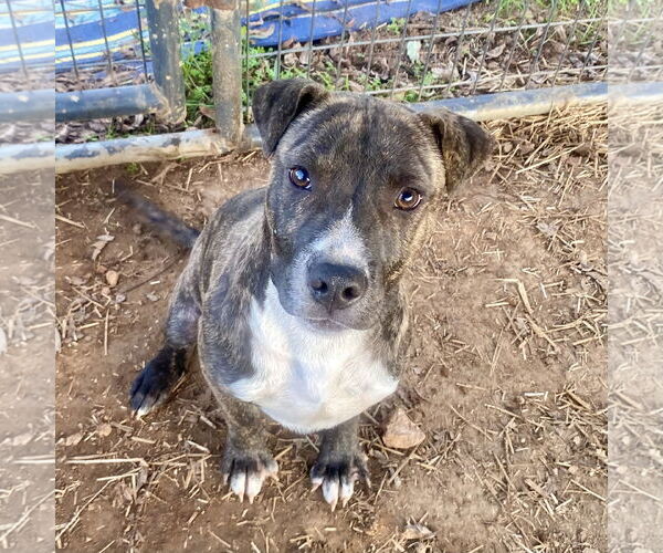 Medium Photo #1 Mutt Puppy For Sale in McCormick, SC, USA