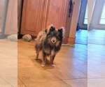 Small #1 Pomeranian Mix