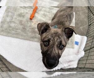 Mutt Dogs for adoption in Santa Rosa, CA, USA