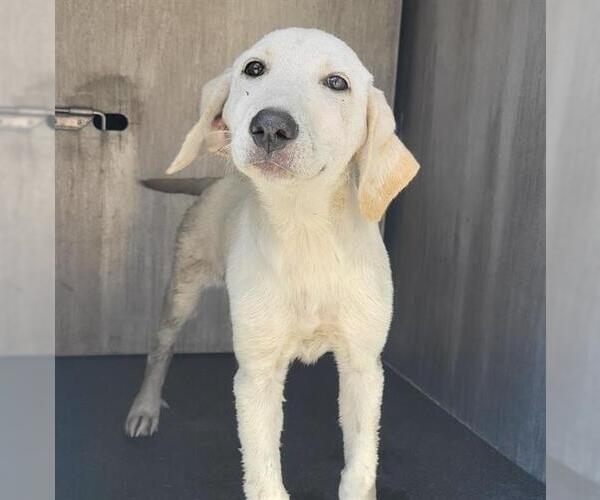 Medium Photo #1 Labrador Retriever-Unknown Mix Puppy For Sale in San Antonio, TX, USA