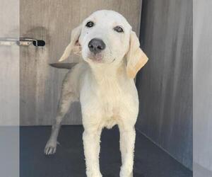 Labrador Retriever-Unknown Mix Dogs for adoption in San Antonio, TX, USA