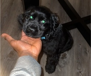 Cocker Spaniel Puppy for sale in FORT WORTH, TX, USA