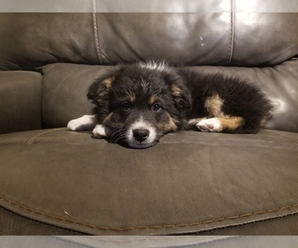 Medium Photo #1 Australian Shepherd Puppy For Sale in WILLIAMSBURG, CO, USA