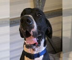 Small #2 Great Dane
